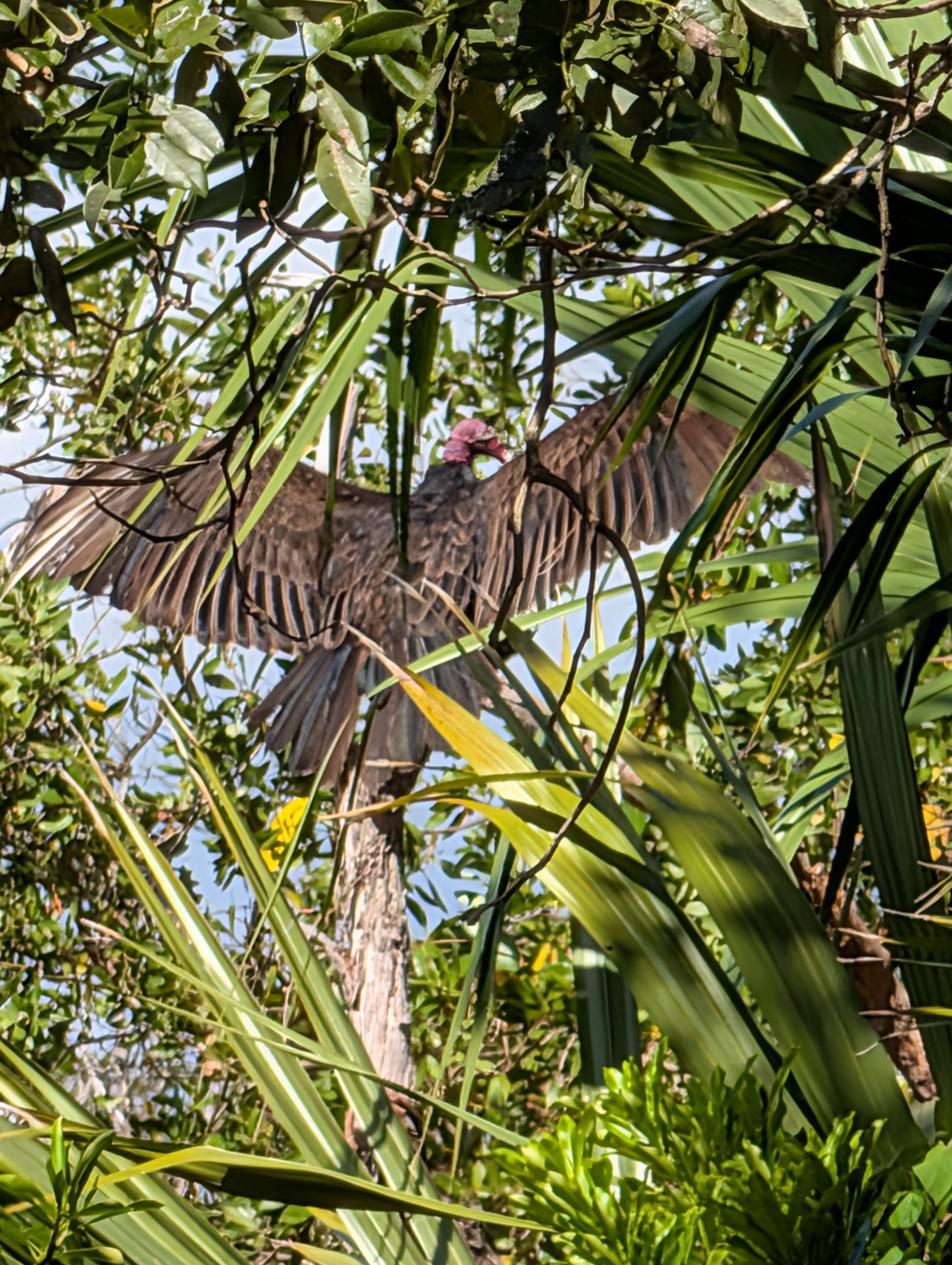 Rivièra Maya, Mexique 29