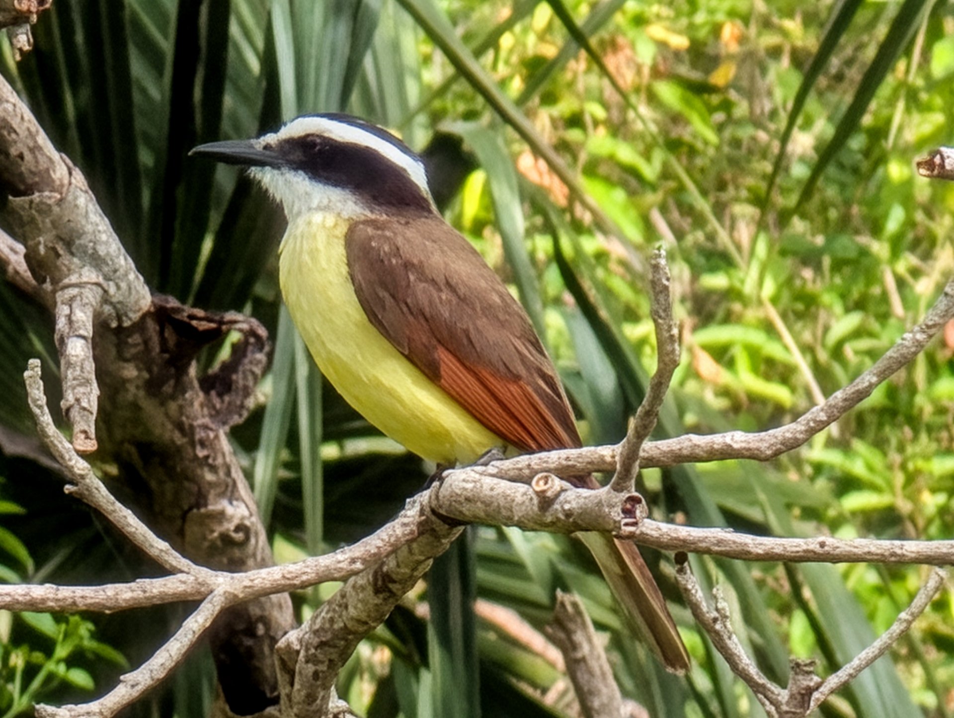 Rivièra Maya, Mexique 30