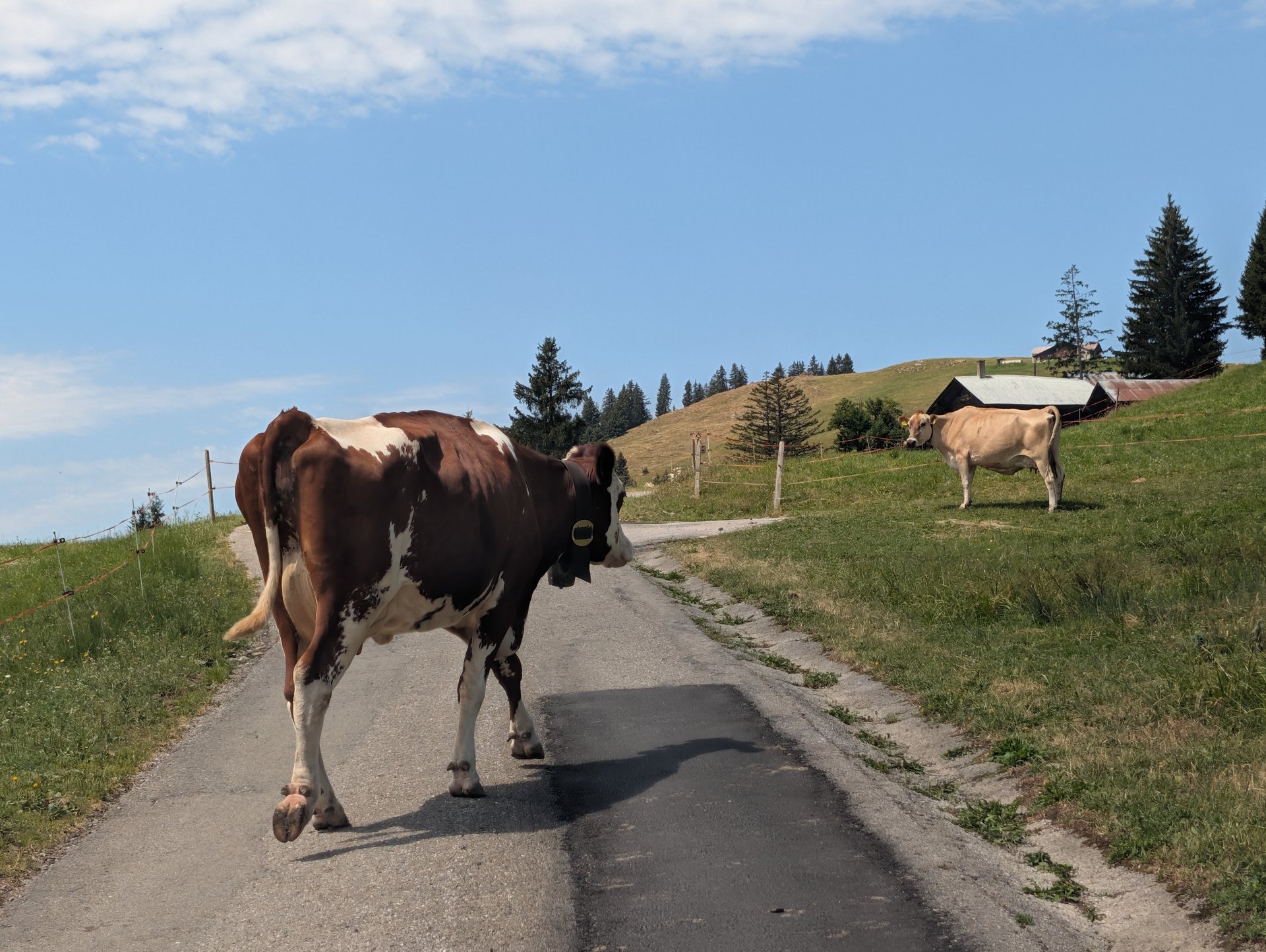Suisse Romande et Lyon (encore!!! et souvent!!) 19