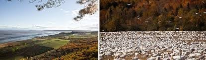 Cote de beaupré (automne) 1