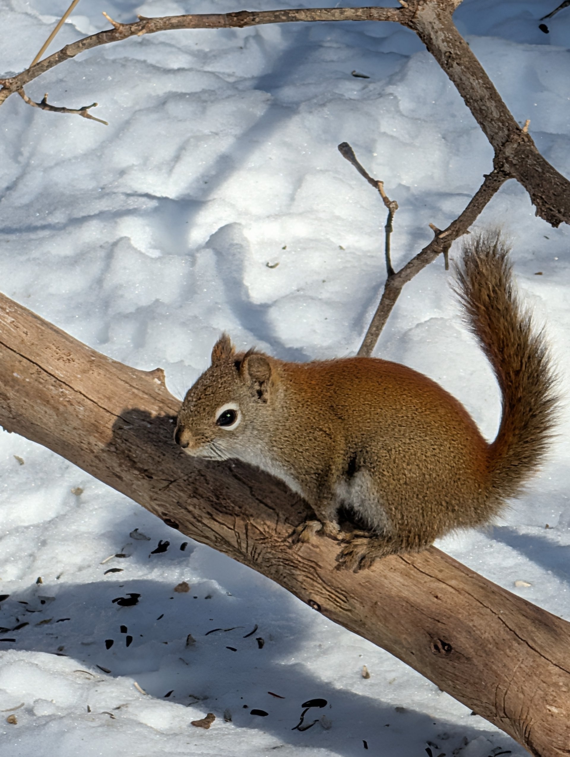Beauce- 3 (hiver) 3